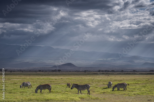 Zebras in Amboseli National Park, Kenya, East Africa © dianarobinson