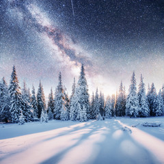 Dairy Star Trek in the winter woods. Dramatic and picturesque sc