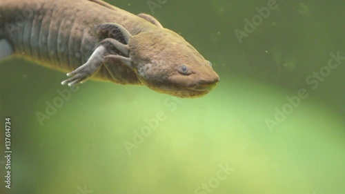 The axolotl (also is known as a Mexican salamander) is swimming in the aquarium. Nature video. 4K, 3840*2160, high bit rate, UHD