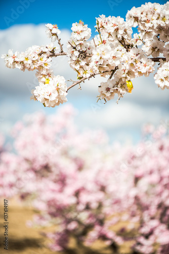 Spring blooming orchand with blurred background