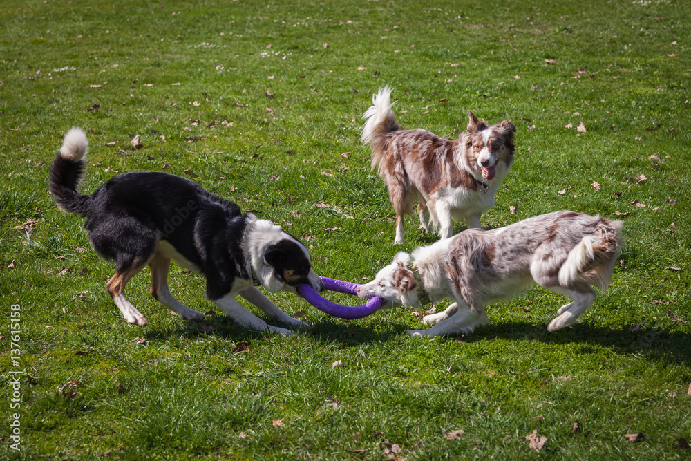 Dog agility on greenfield exercises with trainer Dog agility on greenfield exercises with trainer