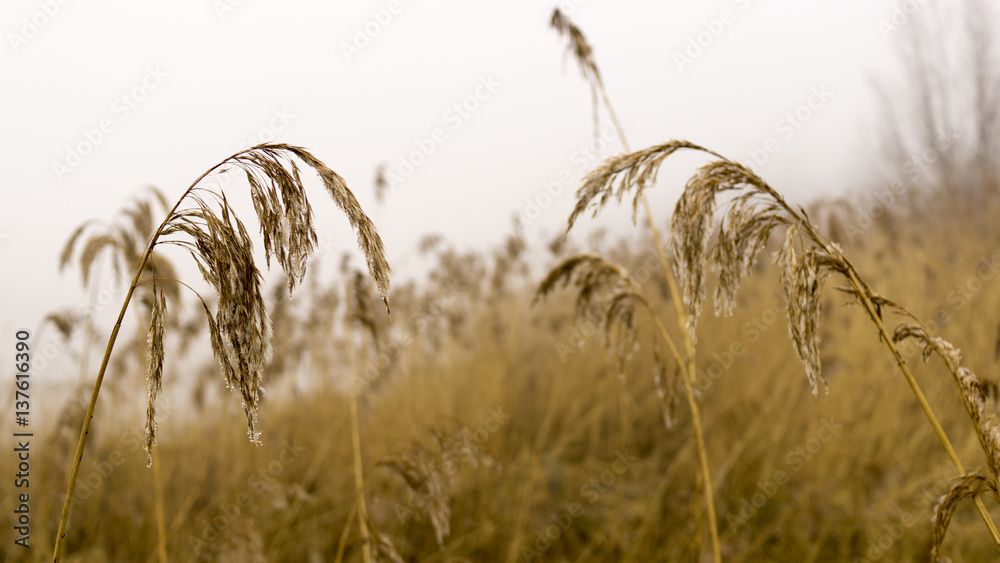 Obraz premium reed in winter