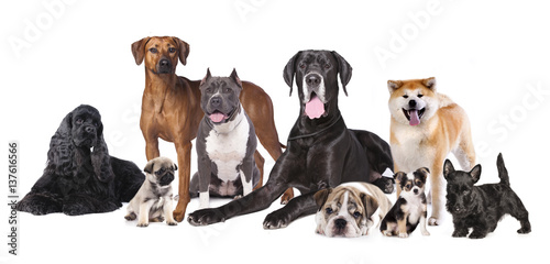 Fototapeta Naklejka Na Ścianę i Meble -  Group of Dogs