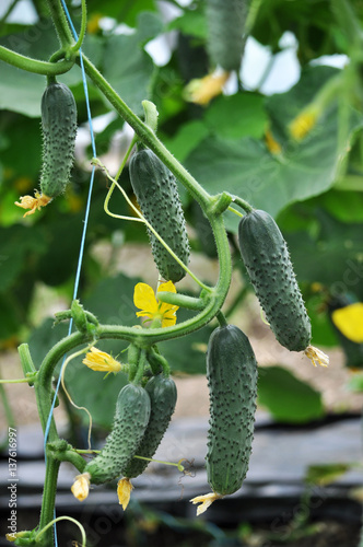 Cucumbers ripening in a greenhouse on natural soil and drag on trellis photo