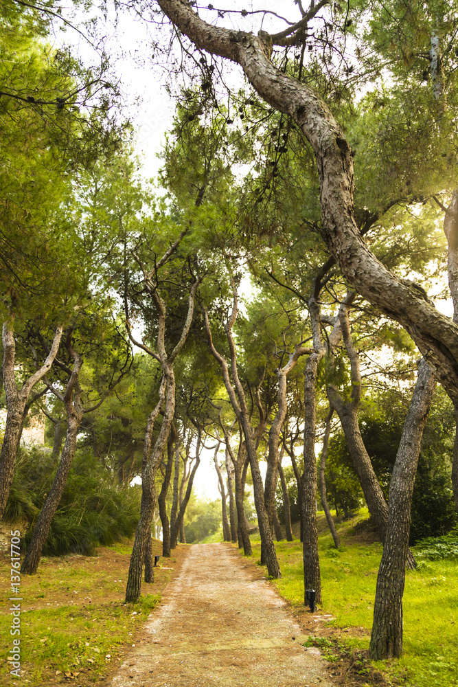 Italy, Grottammare, the pinewood trees near the beach Italy, Grottammare, the pinewood trees near the beach