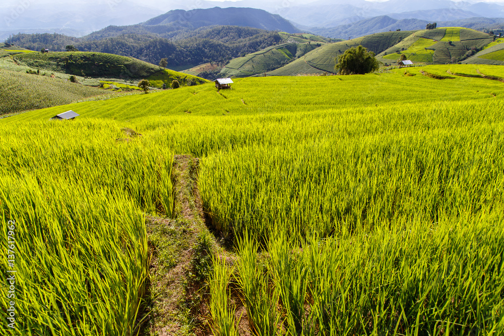 Green Terraced Rice Field in Pa Pong Pieng , Mae Chaem, Chiang Mai, Thailand