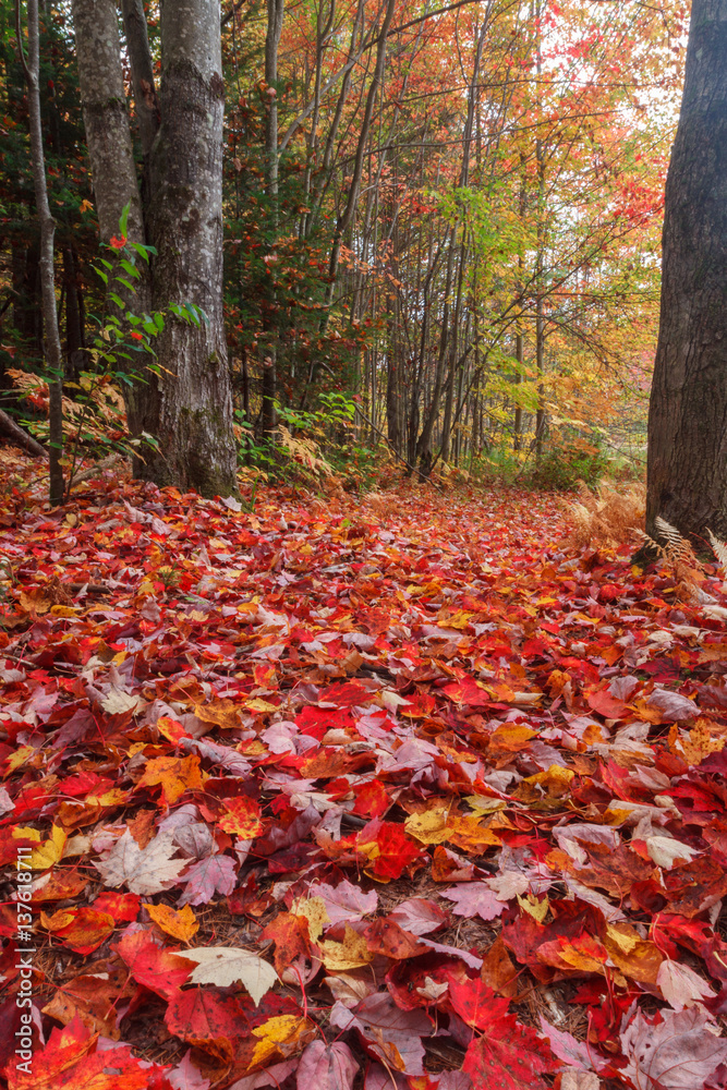 Trail through autumn forest with fallen leaves