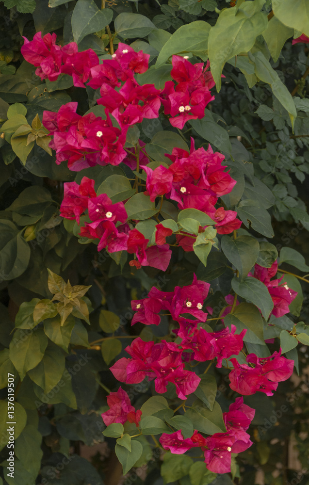 Naklejka premium beautiful bougainvillea branch in the shade