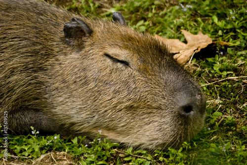 Wallpaper Mural Capibara Torontodigital.ca