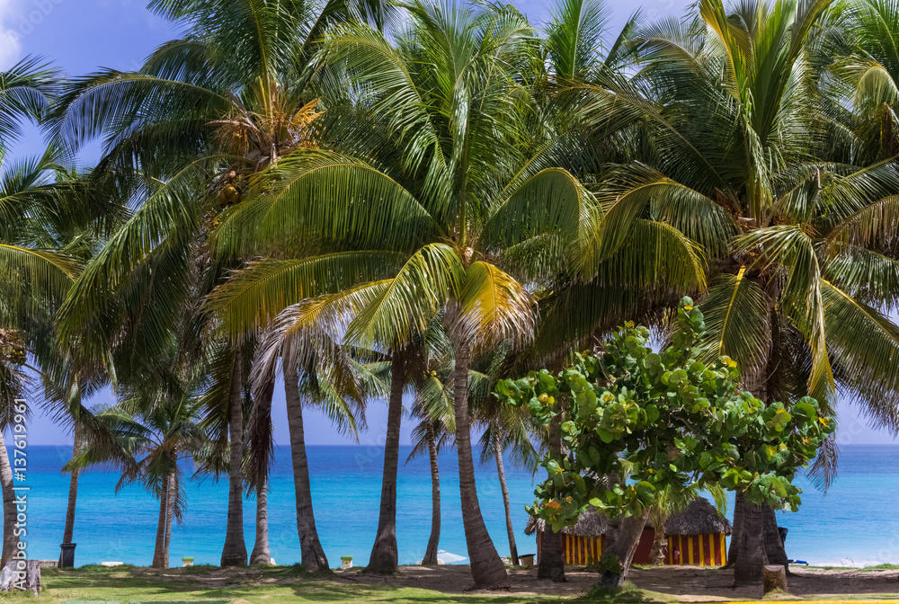 Fototapeta premium Kubanischer Strand mit Palmen und Strandhütte in Cayo Santa Maria Kuba - Serie Kuba Reportage