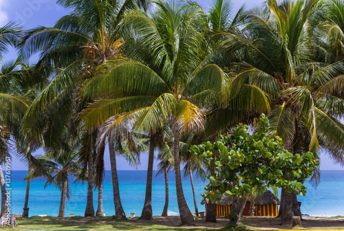 Kubanischer Strand mit Palmen und Strandhütte in Cayo Santa Maria Kuba - Serie Kuba Reportage