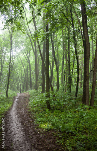 Fototapeta Naklejka Na Ścianę i Meble -  The path in a green forest in foggy weather