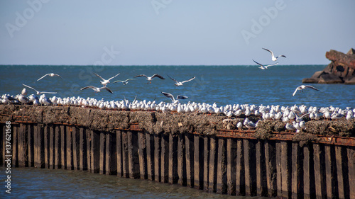 many seagulls flying and sitting on the water and on the rocks of the Black Sea  Poti  Georgia