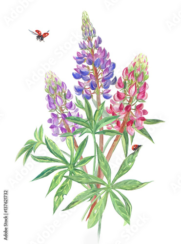 Bouquet of lupine and ladybugs  watercolor.