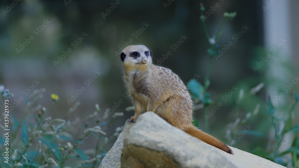 Fototapeta premium un suricate a l'affut 