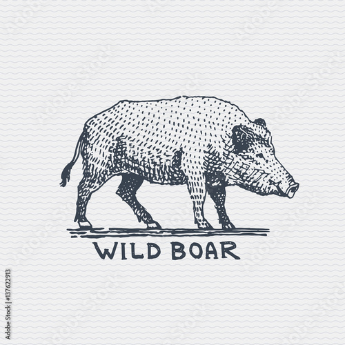 vintage old logo or badge, label engraved and old hand drawn style wild boar, pig