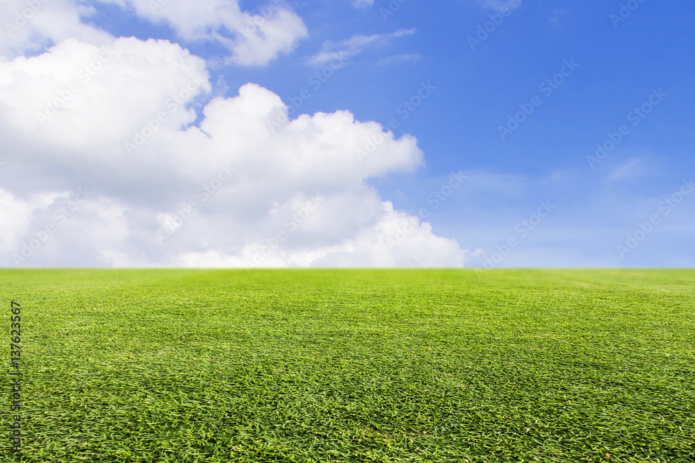 Green lawn and sky background Green lawn and sky background