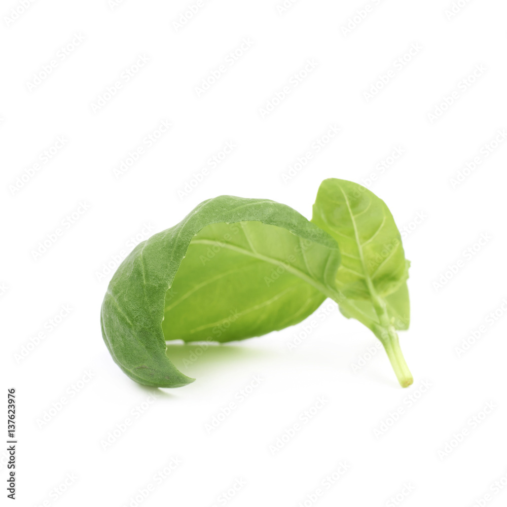 Fototapeta premium Fresh basil leaf isolated