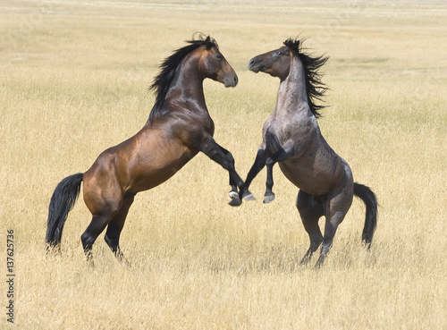 Stallions compete for mares