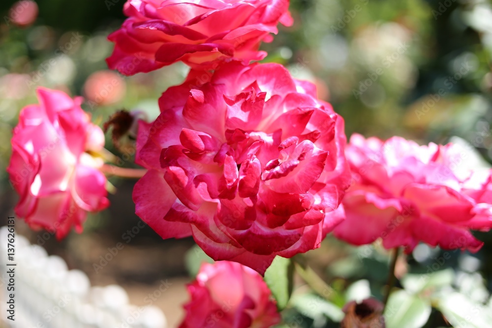 Fototapeta premium 初夏の大輪の薔薇