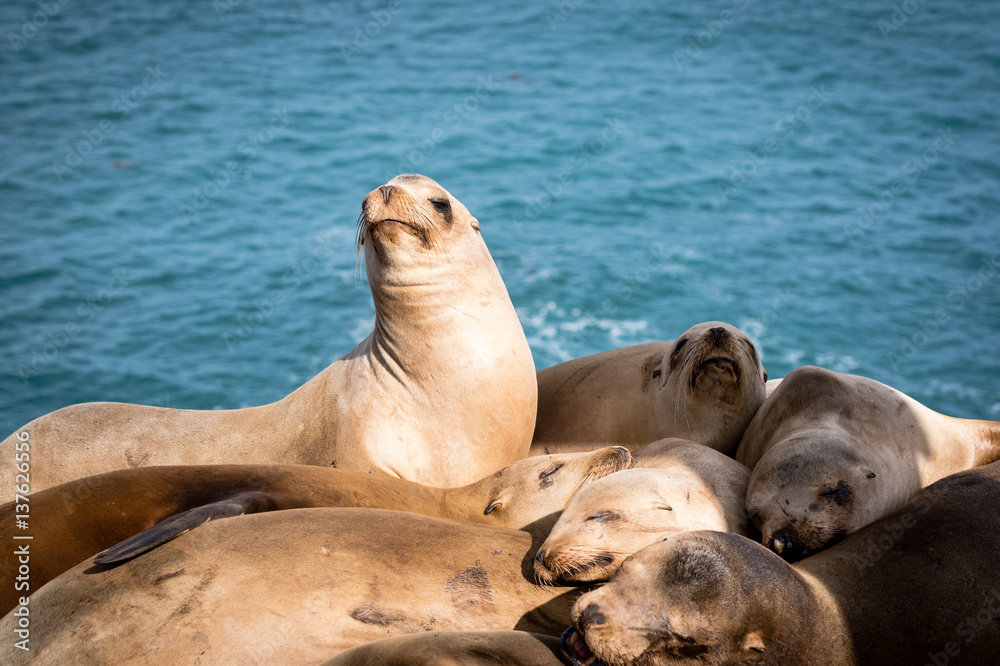 Obraz premium Sea-Lion