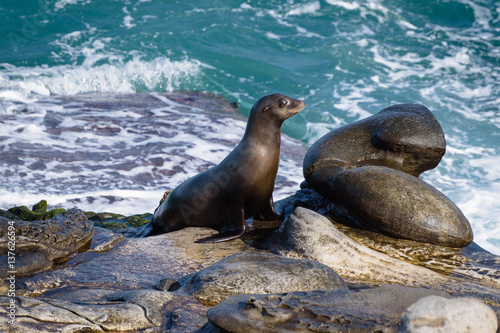 Sea-Lion