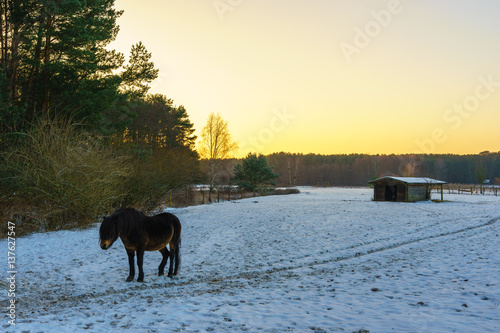 horses grazing on a meadow during winter © lakkot