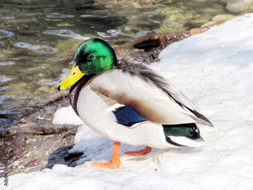 Toronto High Park duck on a shore of pond 2017