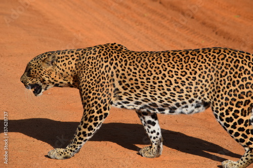 Leopard at Yala National Park Sri Lanka