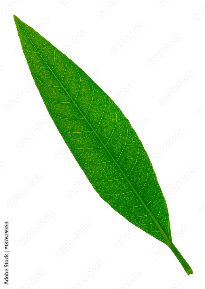 Obraz premium leaf on white background