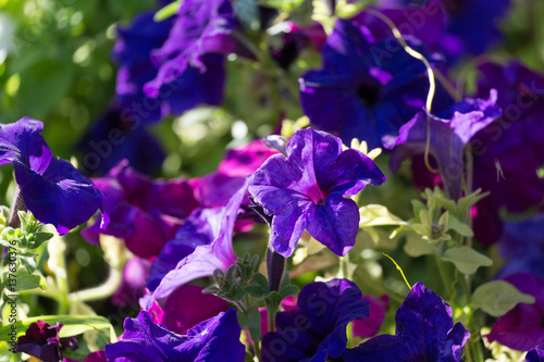 Fototapeta Naklejka Na Ścianę i Meble -  beautiful blue flower on nature