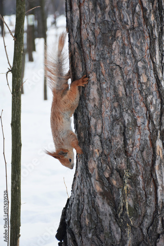 Cute squirrel in the snowy park