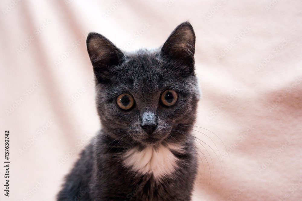 cute gray kitten on a light background