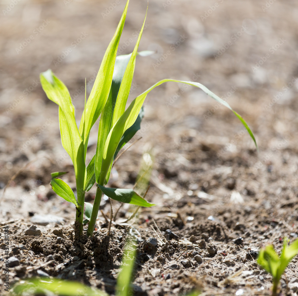 green grass in the ground green grass in the ground