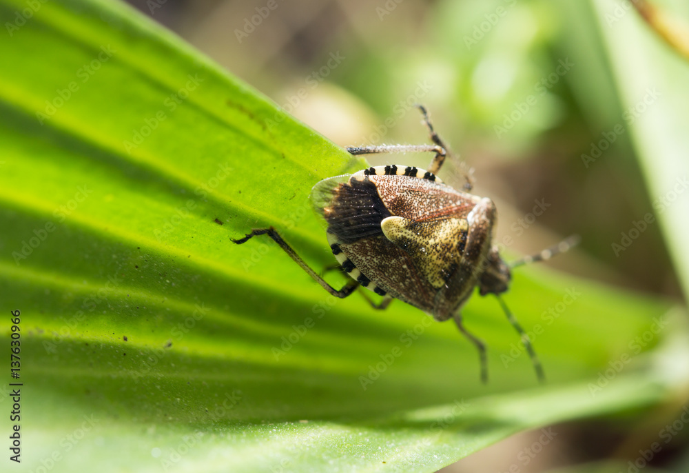 Fototapeta premium beetle skunk in nature. macro