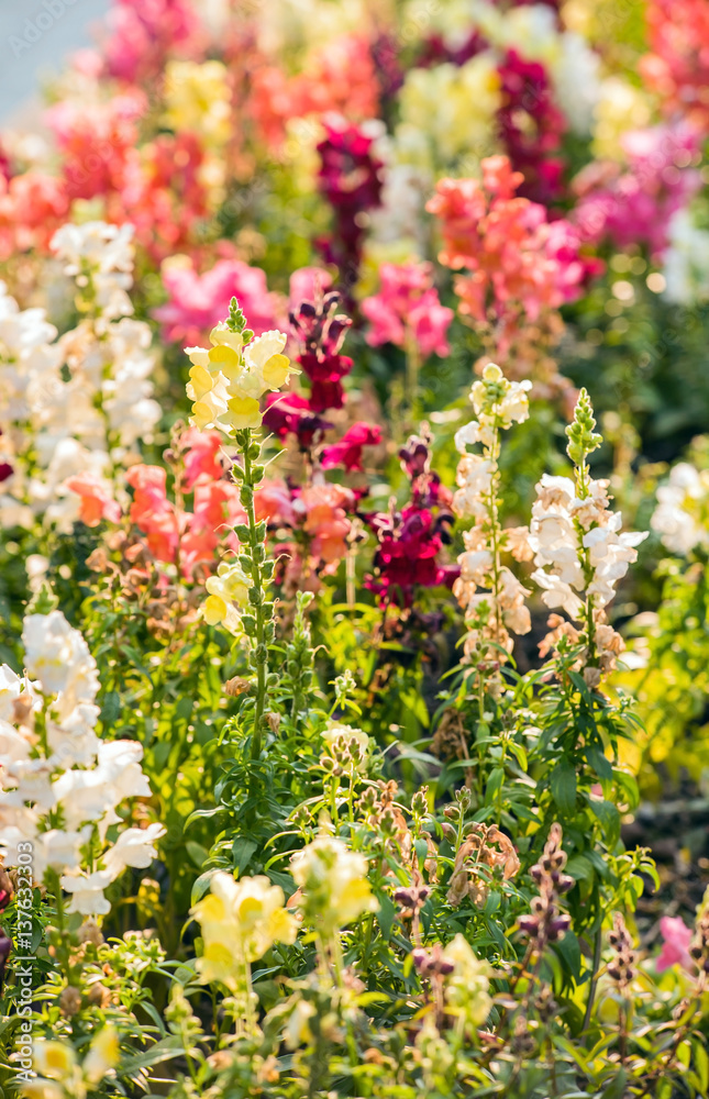 colourful snapdragon flowers in the garden
