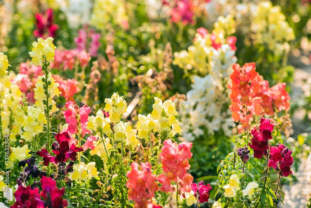 Obraz premium colourful snapdragon flowers in the garden
