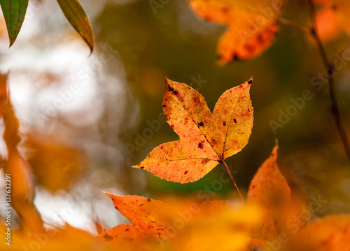 Maple leaf on tree.