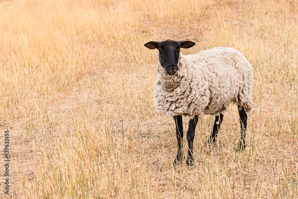 Suffolk black-faced sheep standing on dry meadow Suffolk black-faced sheep standing on dry meadow