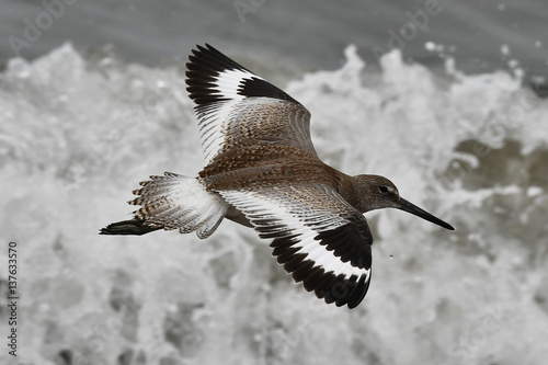 Willet flying by with wings spread top view