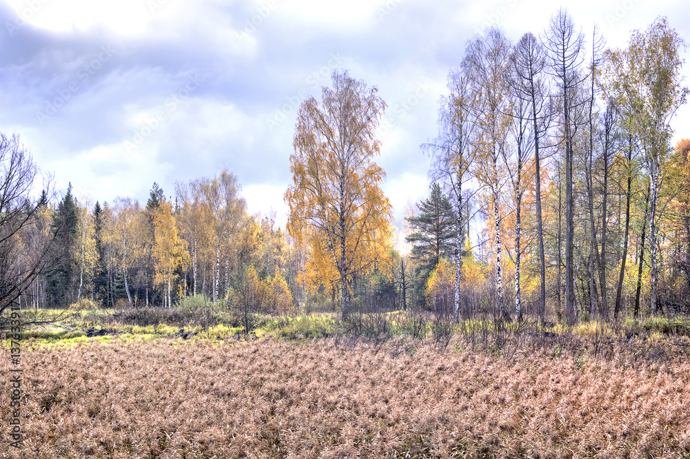 Fototapeta premium Autumn landscape. Marsh