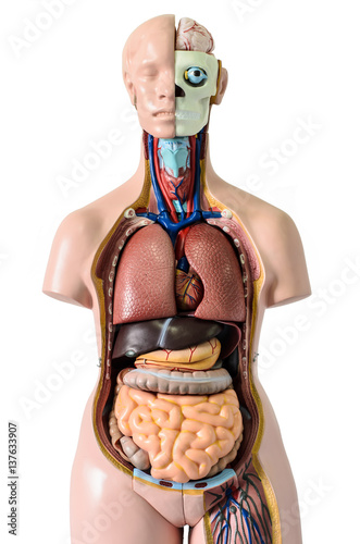 Human body anatomy photo