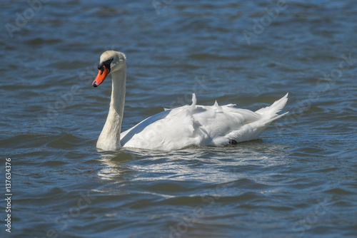 Graceful Adult Mute Swan swimming in pond