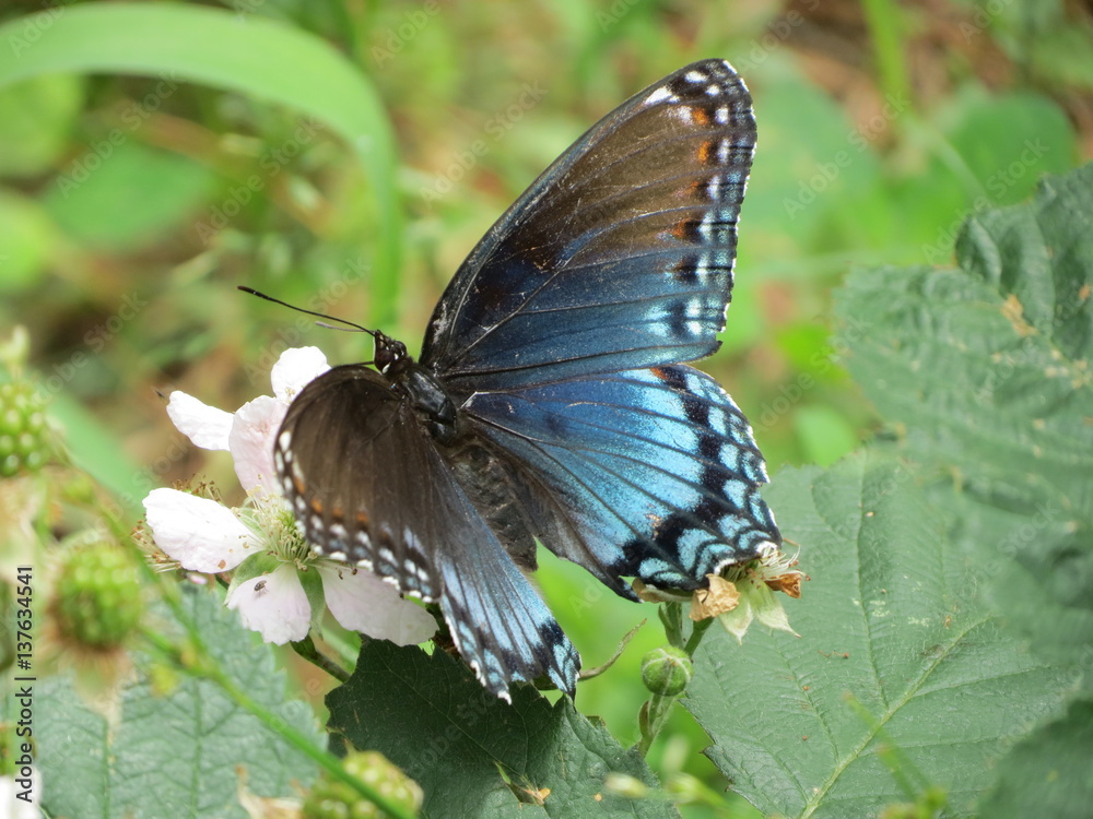 Obraz premium butterfly on flower