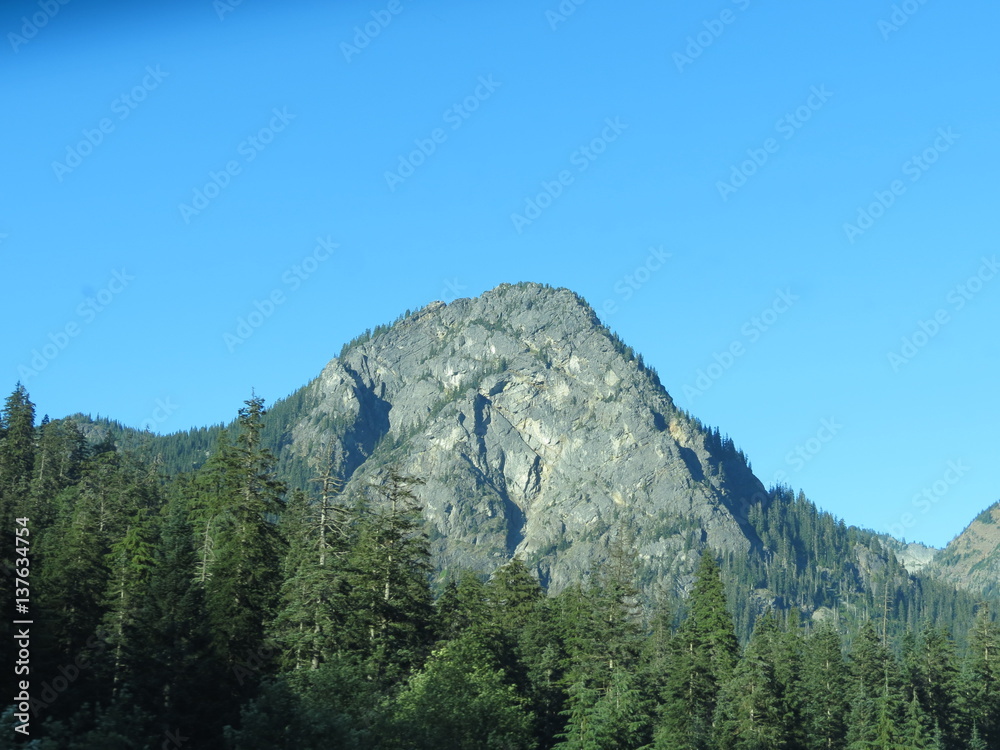mountain with trees