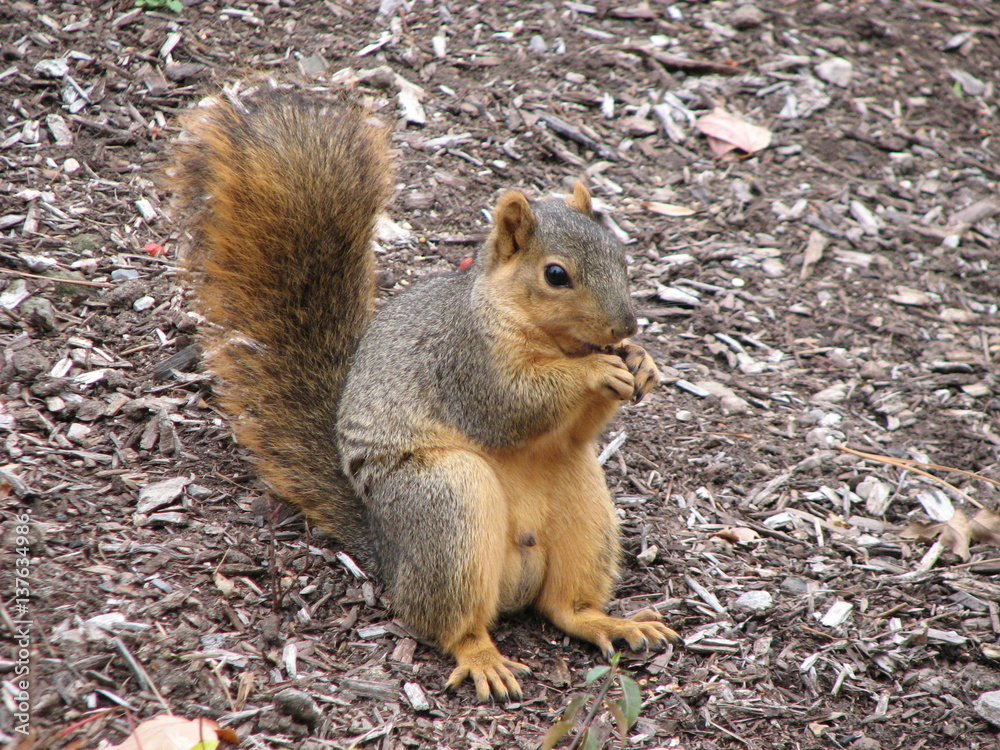 squirrel sitting closeup squirrel sitting closeup