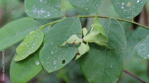 Leaf Insect in Thailand and Southeast Asia. photo