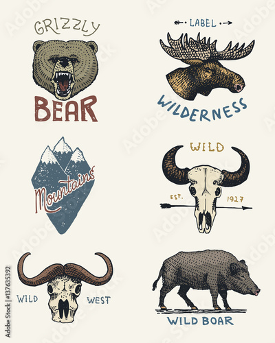 set of engraved vintage, hand drawn, old, labels or badges for camping, hiking, hunting with moose, grizzly bear. boar wild pig, mountains and buffalo skulls