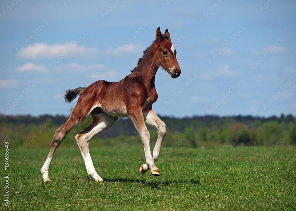 A little colt gallops along on a green meadow A little colt gallops along on a green meadow