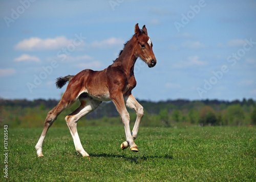 A little colt gallops along on a green meadow 